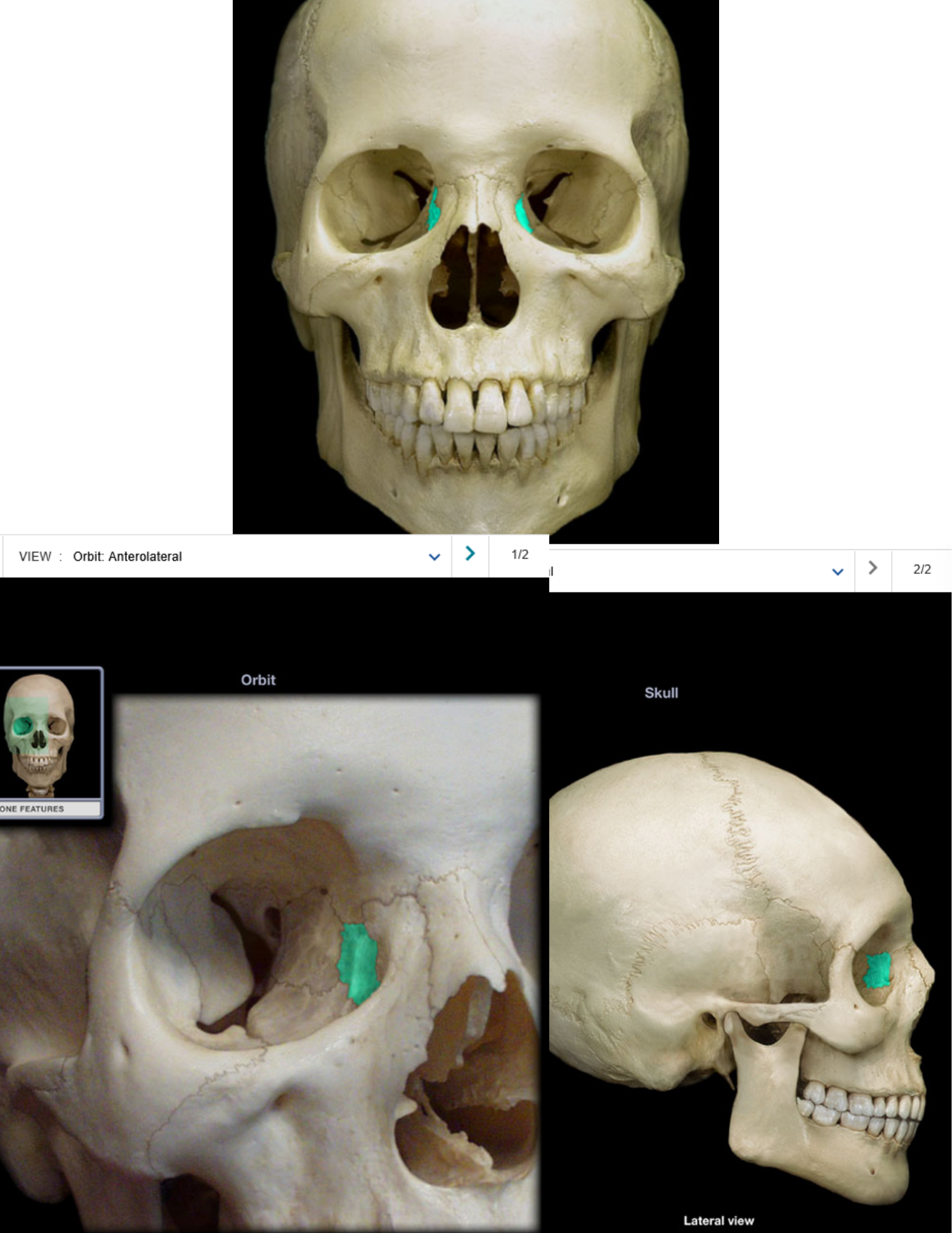 knowt flashcard image