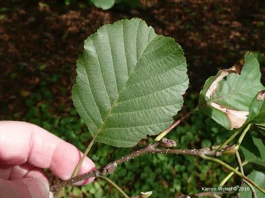 <p>Whos leaf is this?</p>