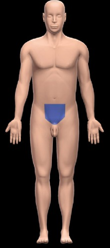 <p>genital </p>