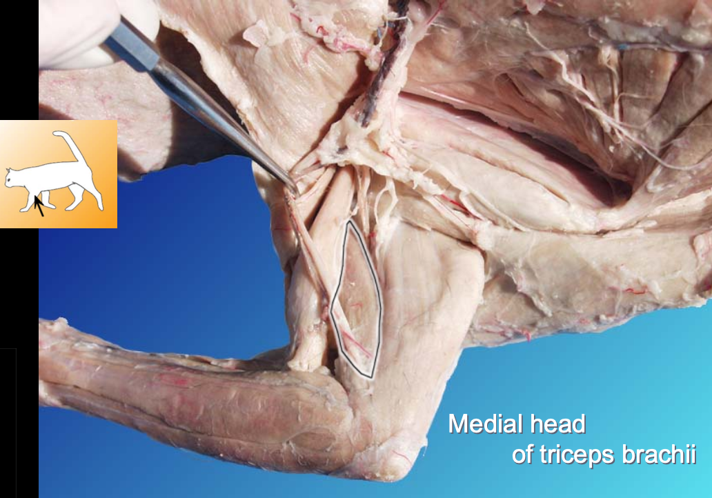 <p>Triceps brachia (medial & lateral) </p><p><strong>Action: </strong>Extends forearm</p><p><strong>Synergist: </strong></p><p><strong>Antagonist: </strong>Biceps brachii</p>