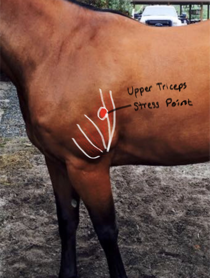 <p>Upper Triceps muscle; causes shoulder joint to flex.</p>