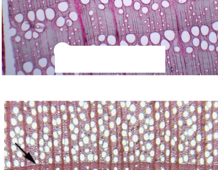 <p>What are these types of Porous arrangements? What are there differences?</p>