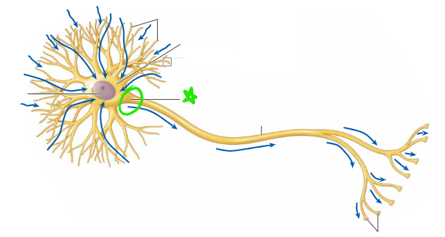 <p>Trigger zone of neuron, initiates action potentials</p>
