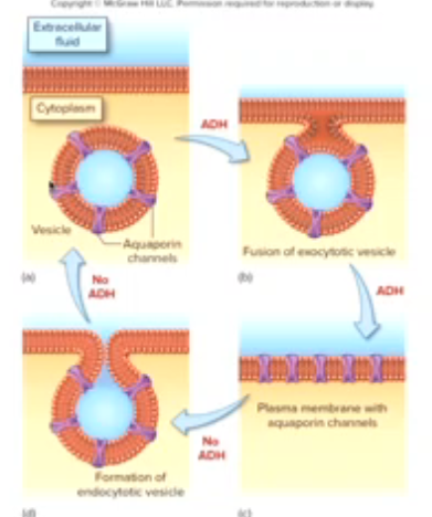 <ul><li><p>water channel proteins on the edges of vesicles</p></li><li><p>with adh → fuses with plasma membrane </p></li><li><p>without adh → pinches itself off back </p></li></ul><p></p>