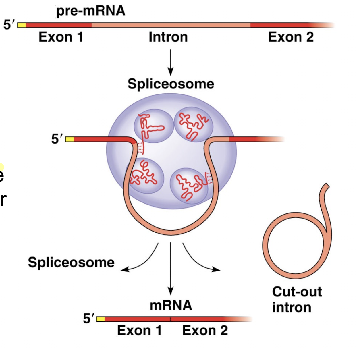 <ol><li><p>Splicing factors mark locations of introns <strong>during mRNA synthesis</strong>, identifying where introns start and end by jumping onto the boundaries to mark them</p></li><li><p>Once mRNA synthesis has finished, spliceosomes remove introns by cutting identified boundaries of introns and ligating remaining exons together</p></li></ol><p></p>