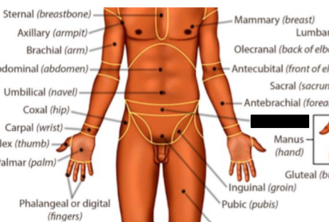 <p>what anatomical region is this?</p>