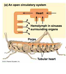 <p>system in which blood is not always contained within a network of blood vessels</p>