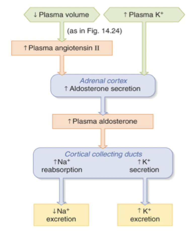 <p>Aldosterone increases due to…</p><ul><li><p>↓ Plasma volume → ↑ angiotensin II</p></li><li><p>↑ Plasma K+</p></li></ul><p>Then inserts more K+ and Na+ channels, allowing for Na+ reabsorption and K+ excretion </p>
