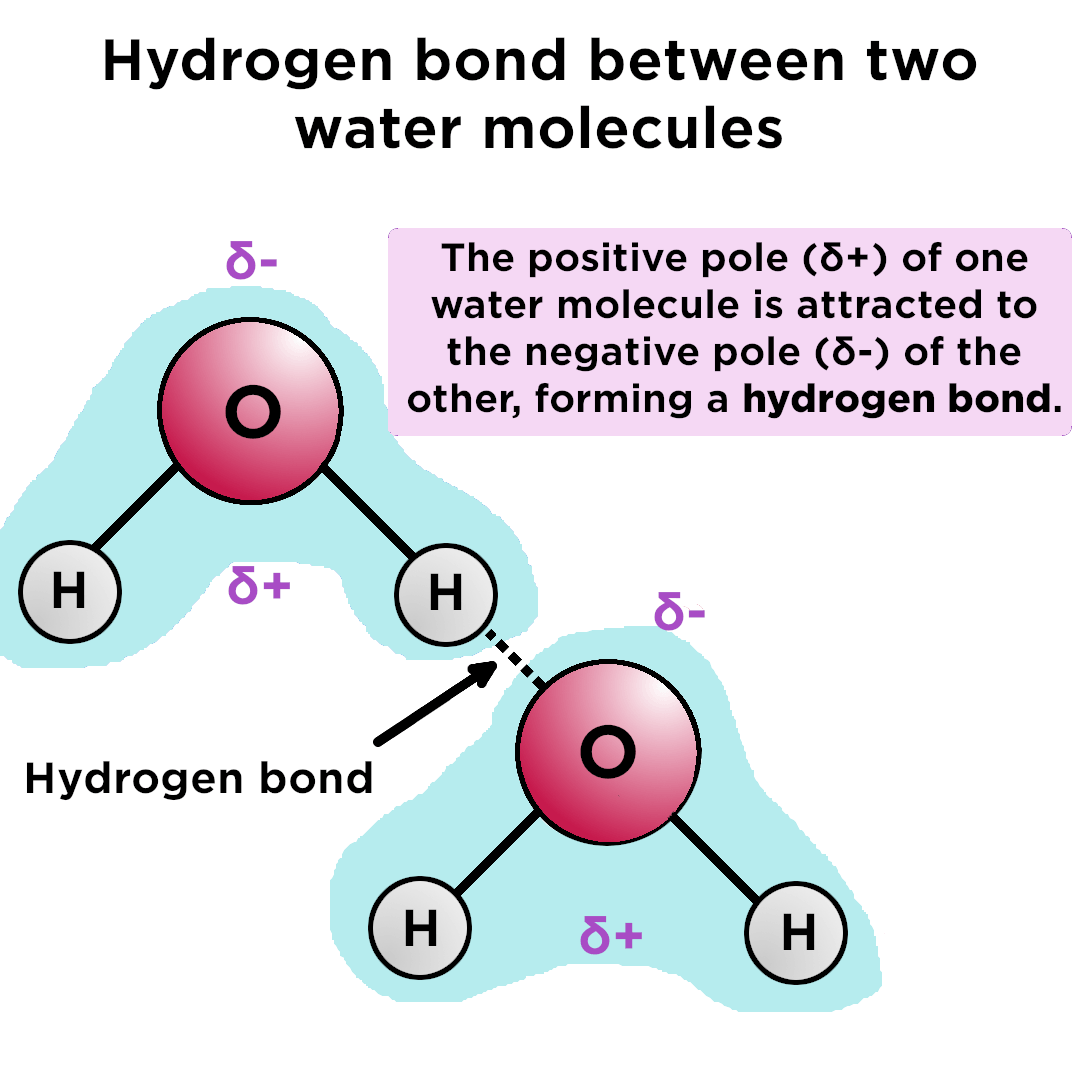 <ul><li><p>a weak attraction between the positive end of one polar molecule and the negative end of another polar molecule</p></li><li><p>formed between water molecules</p></li><li><p>important for protein and nucleic acid structure</p></li></ul><p></p>