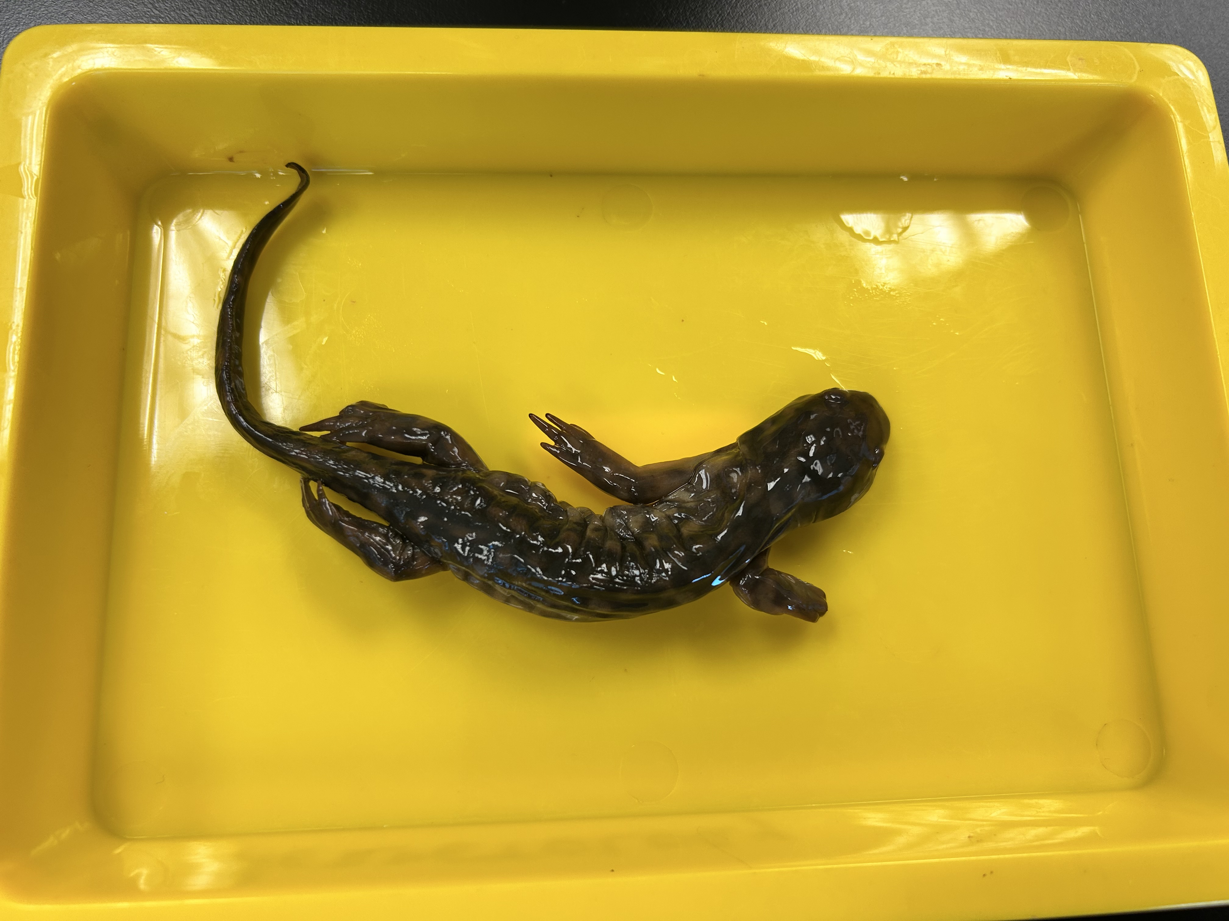 <p>NC threatened</p><p>-irregular blotching</p><p>-larger</p>