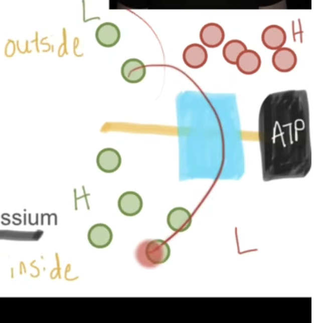 <p>This is an example of <strong>indirect active transport</strong>. This is used in the kidneys and small intestines to ensure glucose is coming into cells. </p><p>1) The Na+ K+ pump pumps out sodium against its concentration gradient. It forces it to go from low to high. </p><p>2) Now, a lot of Na+ is outside of the cell waiting to come in &amp; wanting to diffuse into a lower gradient. There is also a low concentration of glucose also outside of the cell, and a higher concentration inside of the cell. Glucose does not want to enter since this is against its concentration gradient. </p><p>3) Na+ binds to the cotransporter and so does glucose, changing the shape of the cotransporter and opening it. </p><p>4) Na+ flows through to a low concentration via simple facilitated diffusion down its concentration gradient. </p><p>5) This flow of a lot of Na+ releases energy and powers the glucose to go against its concentration gradient. The glucose has gone from low to high concentration. </p>