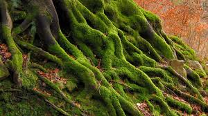 <p>Moss Plants</p>