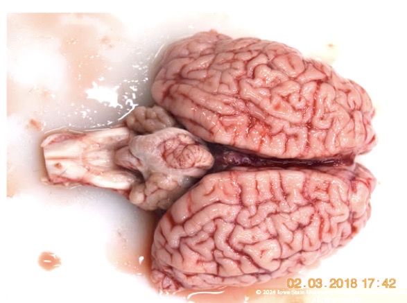 <p>Name the lesion + 2 possible causes in this tissue from a calf.</p>