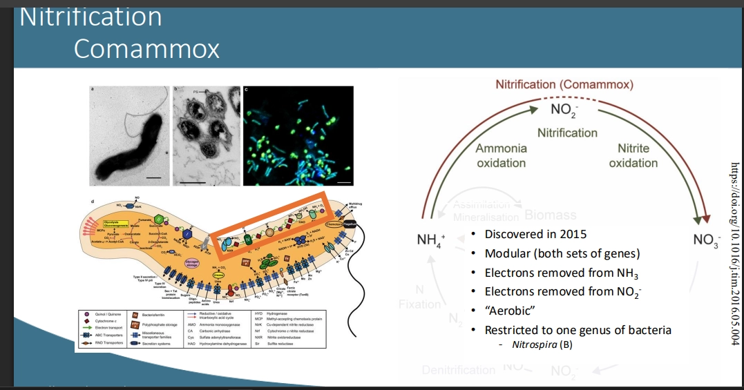 <ul><li><p>organisms that can both oxidise NH4+ => NO2- (Ammonia Oxidation) AND oxidise NO2- => NO3- (Nitrite Oxidation) - doing both processes of e removal</p></li><li><p>organisms typically only have capability for one of the above, thus only one bacterial genus has been found to do so (Nitrospira bacteria - some genus members arent Commamox do note - must do genome trees to even figure out)</p></li><li><p>genes are modular for each process, so either part may be switched on or off, or it may do both. </p></li><li><p>aerobic</p></li></ul><p></p>