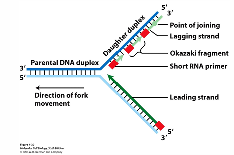 <p>What are the purposes of <strong><em>DNA polymerase I</em></strong>?</p>