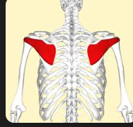 <p>Infraspinatus</p>