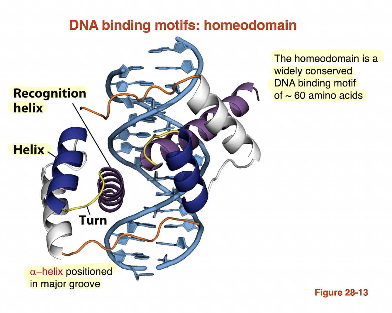 <ul><li><p><strong>Homeodomain:</strong> conserved DNA-binding motif (~60 amino acids)</p></li><li><p>Contains <strong>helix–turn–helix structure</strong></p></li><li><p>One helix = <strong>recognition helix</strong></p></li><li><p>Recognition helix inserts into the <strong>major groove</strong></p></li><li><p><strong>Amino acid side chains</strong> form H-bonds with bases<br>→ Enables <strong>sequence-specific DNA binding (gene regulation</strong></p></li></ul><p></p>