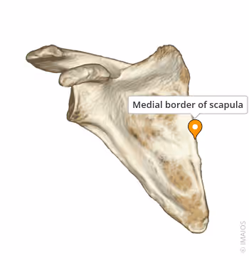 <p>Medial/Vertebral Border of the Scapula</p>