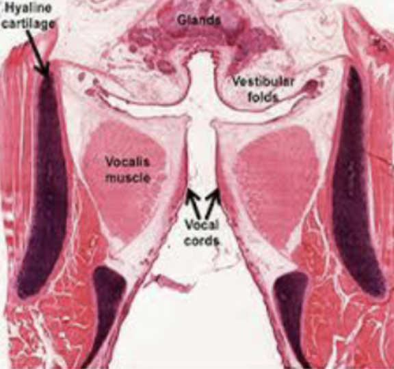 <p>Larynx</p>