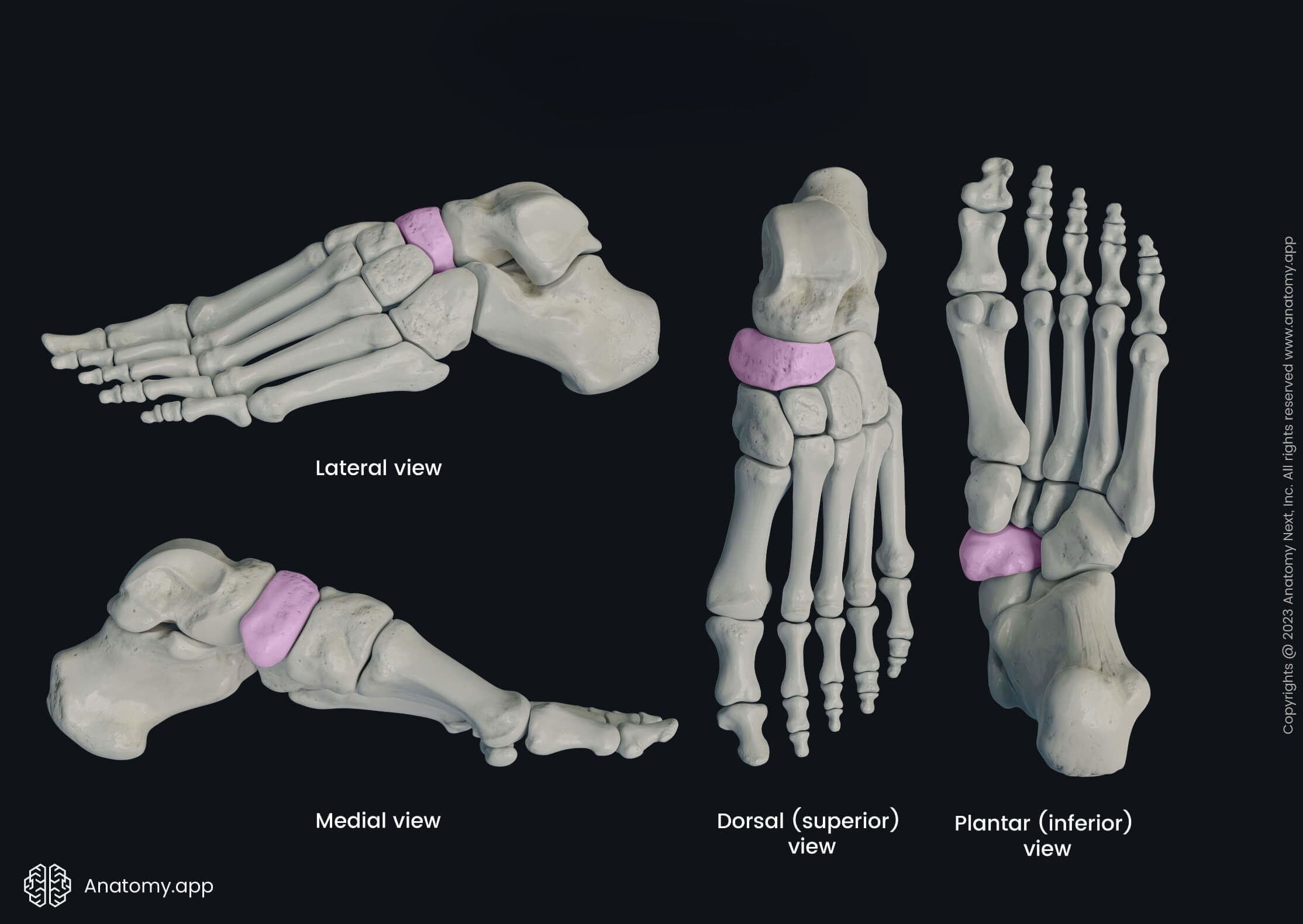 <p>Which bone is this?</p>