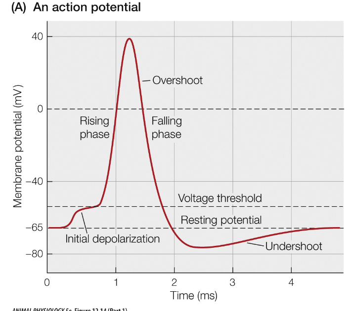 <p>Depolarizing, Repolarizing, After-hyperpolarizing</p>