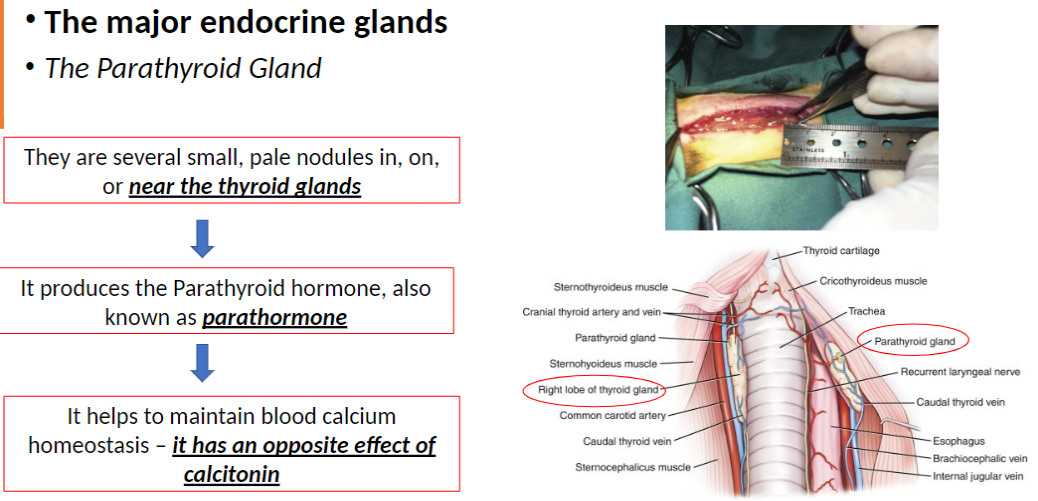<p><strong>Structure</strong><br> Several small, <strong>pale nodules</strong> located <strong>in, on, or near the thyroid gland</strong></p><p><strong>Hormone Produced</strong><br> <strong>Parathyroid hormone (parathormone)</strong></p><p><strong>Function</strong><br> Helps maintain <strong>blood calcium homeostasis</strong><br> Has an <strong>opposite effect</strong> to <strong>calcitonin</strong></p>