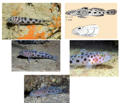 <p>Leopard-spotted goby</p>