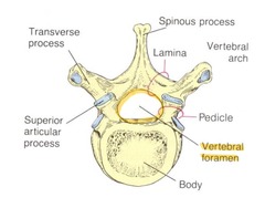 <p>opening is posterior to the body and formed by pedicle, lamina, and the body and is used to transmit and protect the spinal cord</p>