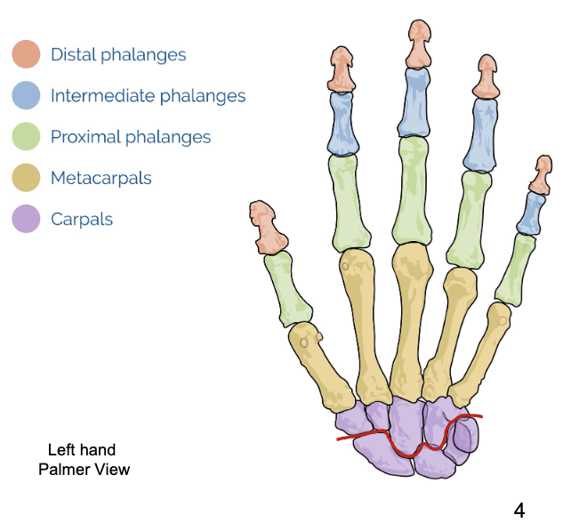 <ul><li><p>distal phalanges</p></li><li><p>intermediate phalanges</p></li><li><p>proximal phalanges</p></li><li><p>metcarpal</p></li><li><p>carpals</p></li><li><p></p></li></ul><p></p>