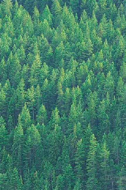 <p>Archaeplastida: Plantae: Tracheophyta: Spermatophyta: Gymnospermae: <strong>Coniferophyta (1: characteristics, organisms, synapomorphies) </strong></p>
