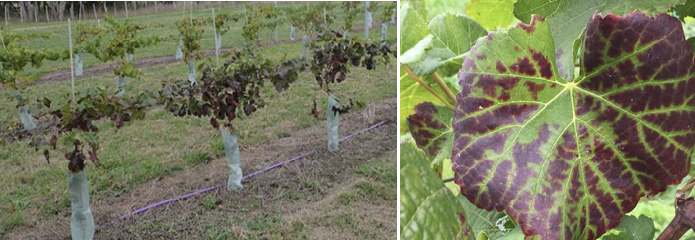 <p><strong>Type:</strong> Viral disease<br><strong>Life cycle:</strong> Persistent<br><strong>Key persistence / spread:</strong> Infected plant material; insect vectors<br><strong>Farming systems:</strong> Vineyards</p><p><strong> How to identify</strong></p><p>Leaves show upward rolling of the margins, combined with colour change. In red varieties, leaves redden while veins remain green.</p><p>White varieties develop yellowing rather than red colouring. Symptoms are most obvious late in the growing season.</p><p>Fruit ripening is delayed and sugar accumulation reduced, lowering crop quality.</p><p>The disease persists for the life of the plant once infected.</p>