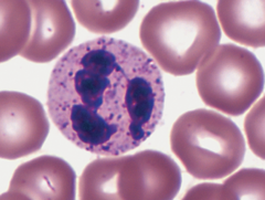 <p>- Most abundant type of white blood cells</p><p>- Round, nucleus has lobes(multilobe), cytoplasm has large pale inclusions</p><p>- Phagocytic- engulf pathogens or debris in injured/infected tissues</p><p>- Can release enzymes/chemicals that are toxic to infecting cells like bacteria</p><p>- Bigger than red blood cell</p>