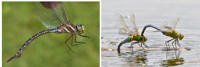 <p>What is the family of these bugs? </p>