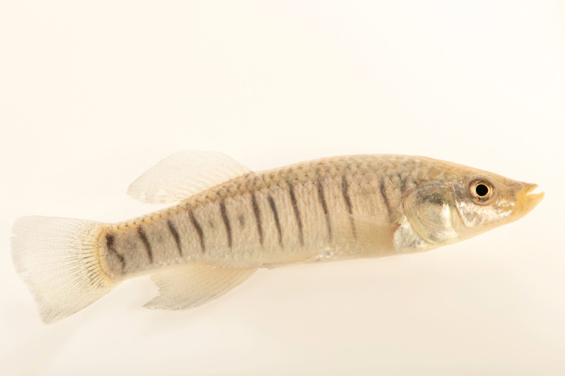 <p>Long upturned snout, flat head</p>