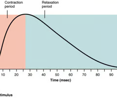 <p><span>relaxation</span><br><br><span>(Note: absolute refractory period like neuron)</span></p>