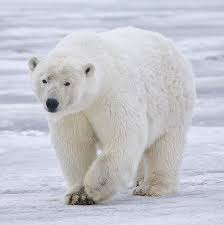 <p>Polar bear</p>