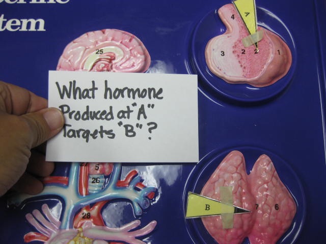 <p>Identify?</p><p>Lab Image 6-3</p>