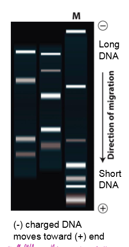 <ul><li><p>negatively charged WT and mutant DNA placed on negative end of porous gel </p></li><li><p>negatively charged DNA moves towards positive end of gel</p></li><li><p>small DNA moves further through gel (its holey) and long DNA doesn’t move as far</p></li><li><p>shows length of DNA; shows if theres an insertion/deletion causes a mutation</p></li></ul><p></p>