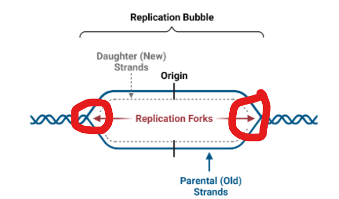 <p>DNA is synthesized by DNA Pol at sites called</p>