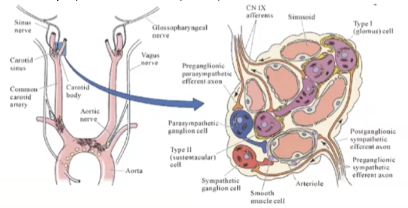 <p>“leaky” capillaries where chemoreceptors are present</p>
