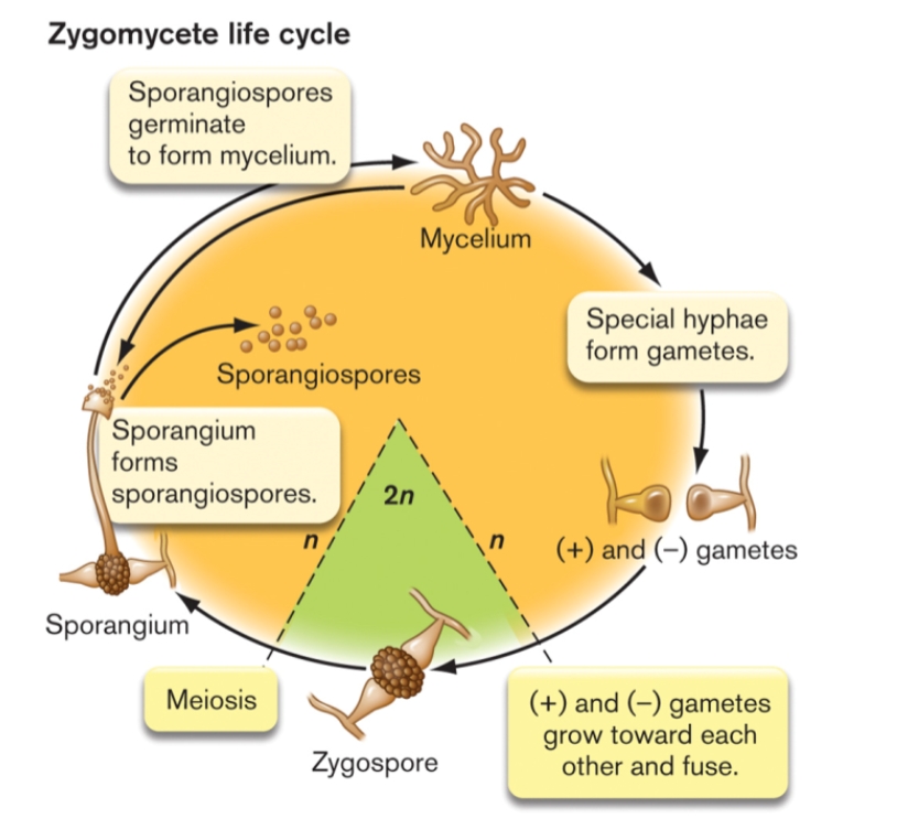 <p>What is the life cycle of zygomycota</p>