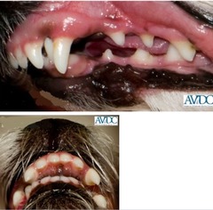 <p>What type of malocclusion is this?</p>