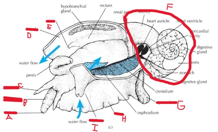 <p>identify a-i on the Atlantic whelk</p>