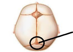 <p>Weight triples by 1 year, and height increased of 1 foot</p><p>Fontanels close by 1 year</p>