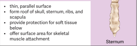 <p>Are very thin and have surfaces that are parallel with each other. </p><ul><li><p>Within the forms the roof of the skull to protect the brain.  </p></li></ul><p><span style="color: red;">Ex.</span> Sternum, Ribs, adn Scapula </p>