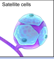 <ul><li><p>peripheral nervous system</p></li><li><p>protects cell body</p></li></ul><p></p>