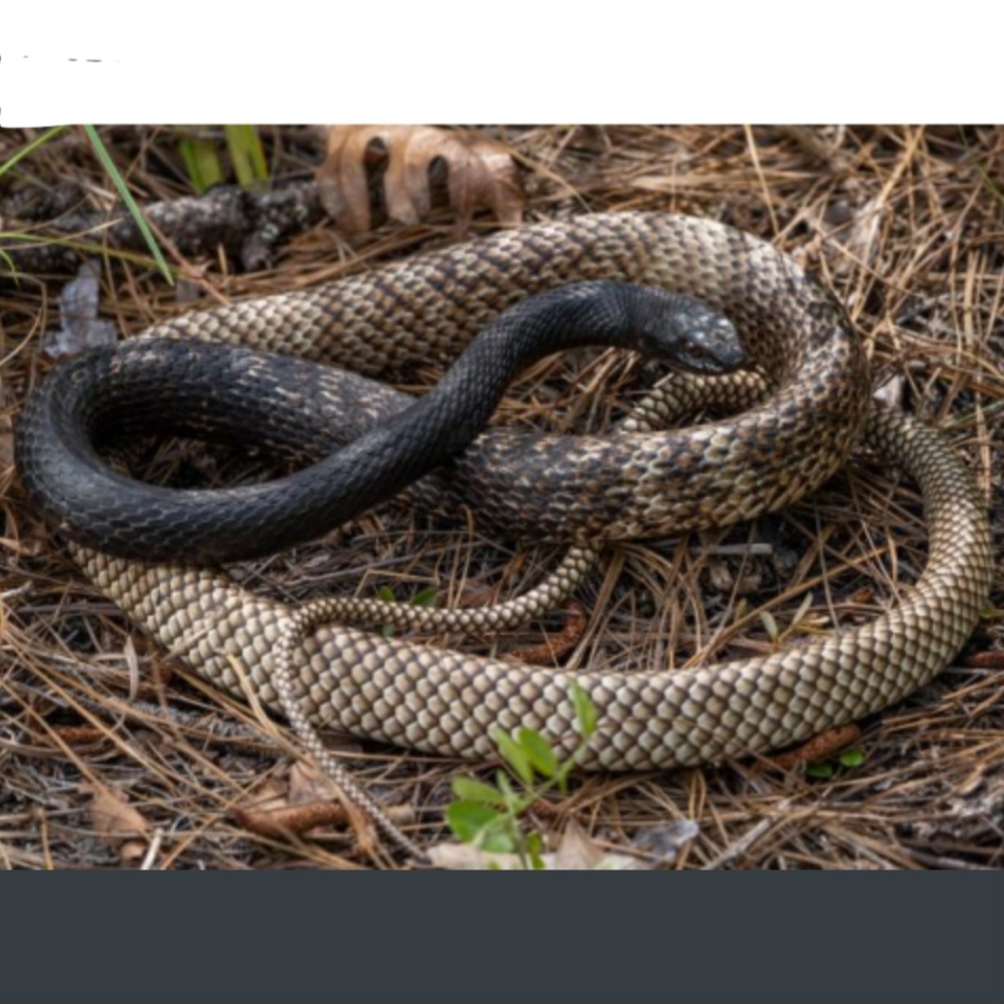 <p>name this animal</p>
