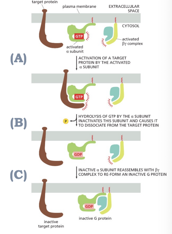 <p>α subunit has intrinsic GTPase activity, and ultimately, will hydrolyze the GTP back to</p><p>GDP returning the G protein back to its inactive state (activation → hydrolysis → inactive)</p>