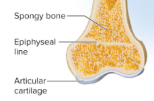 <p>Epiphyseal plate</p>