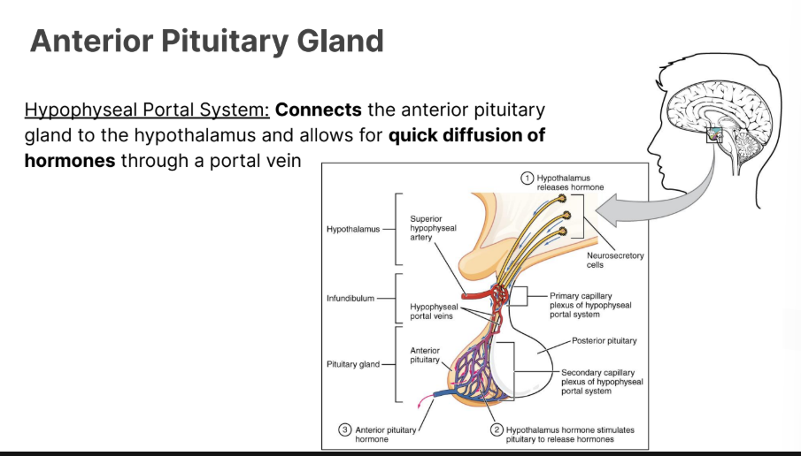 <p><strong>Hypophyseal Portal System:</strong> </p><ul><li><p><strong>Connects </strong>the anterior pituitary gland to the hypothalamus and allows for <strong>quick diffusion </strong>of <strong>hormones </strong>through a portal vein</p></li></ul><p></p><p><strong>Connects hypothalamus and the anterior pituitary. </strong></p>